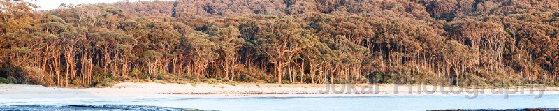 Depot Beach beach trees panorama.jpg